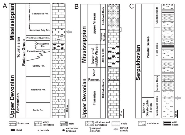 Stratigraphic columns of investigated sections. (A) Dębnik Anticline area. (B) Gałęzice area in the Holy Cross Mountains. (C) Gołonóg area in Upper Silesian Coal Basin.
