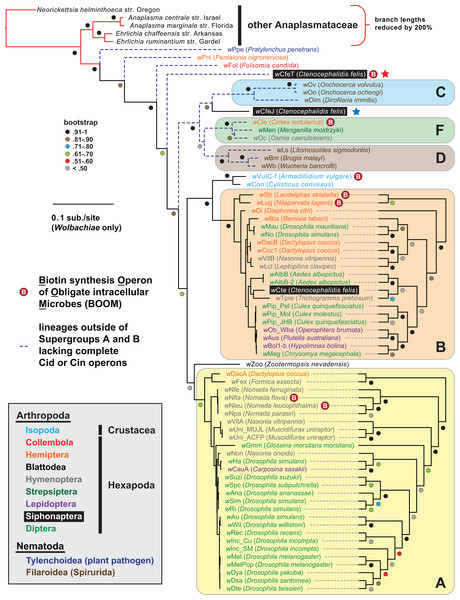 Wolbachia genome-based phylogeny estimation.