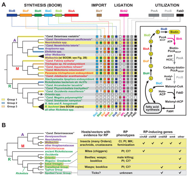 Recurrent evolution of nutritional-mediated mutualism and reproductive parasitism across diverse rickettsial lineages.