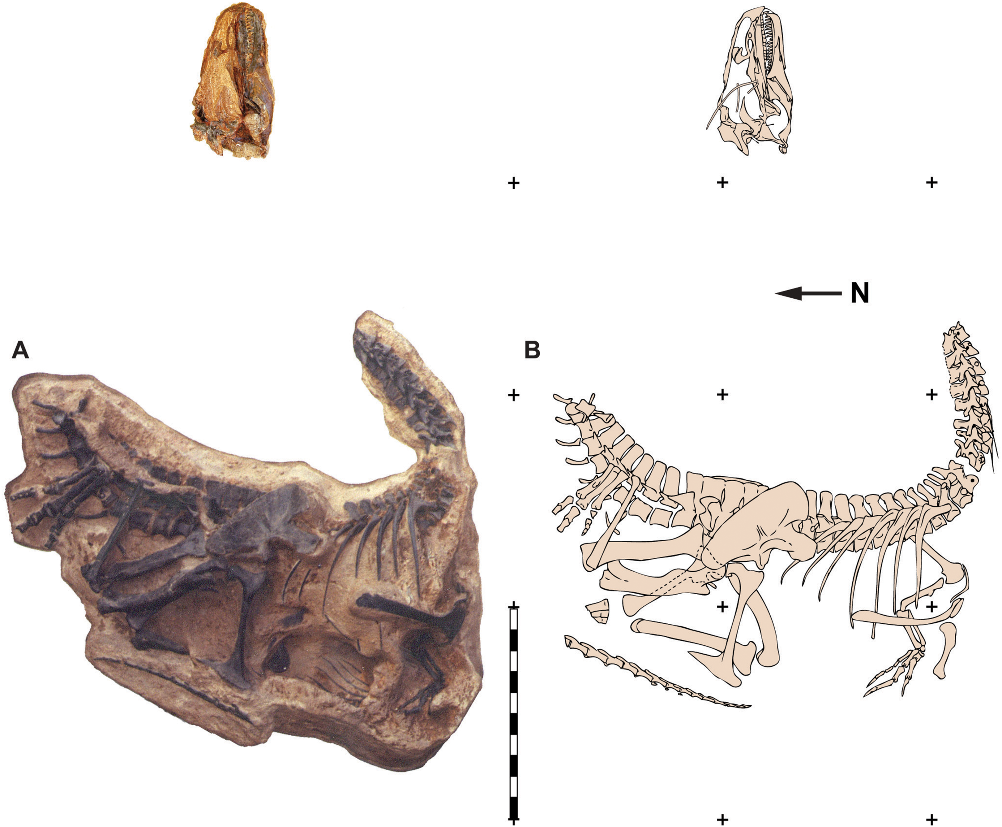 Cranial Anatomy Of Allosaurus Jimmadseni, A New Species