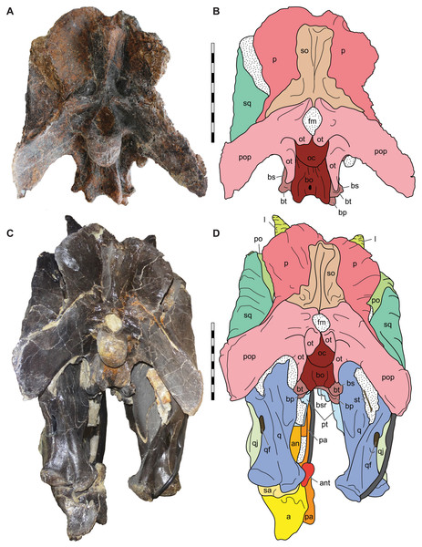 Posterior view of the skulls of Allosaurus jimmadseni (DINO 11541 and MOR 693).