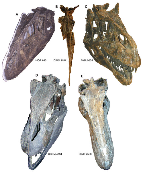 Comparison of the nasals of Allosaurus.