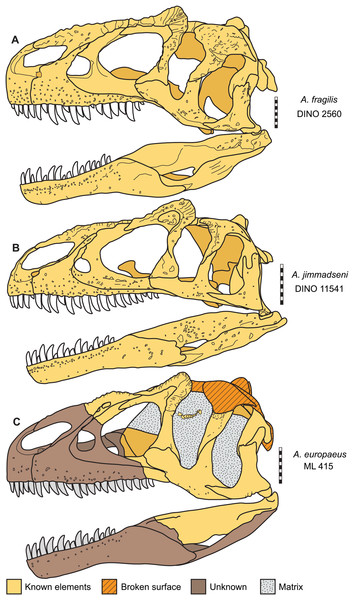 Skulls of Allosaurus in left lateral view.