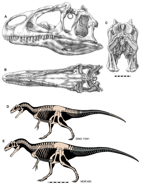 Skull and skeletal reconstructions of Allosaurus jimmadseni.
