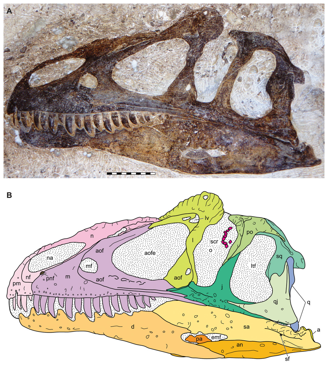 Cranial Anatomy Of Allosaurus Jimmadseni, A New Species