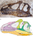 Cranial anatomy of Allosaurus jimmadseni, a new species from the lower ...