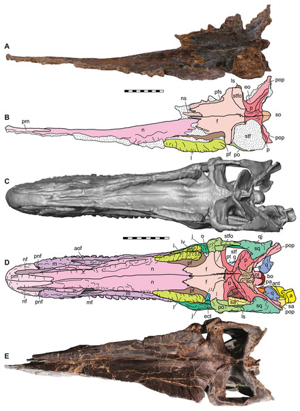 Dorsal view of the skulls of Allosaurus jimmadseni (DINO 11541 and MOR 693).