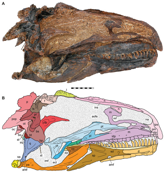 Medial view of the skull of the holotype specimen of Allosaurus jimmadseni (DINO 11541).