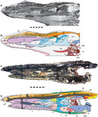 Cranial anatomy of Allosaurus jimmadseni, a new species from the lower ...