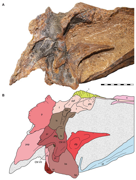 Lateral view of the braincase of the holotype specimen of Allosaurus jimmadseni (DINO 11541).