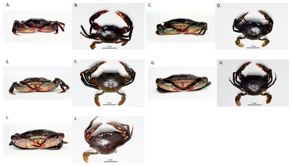 The frontal and dorsal view of additional Scylla groups.
