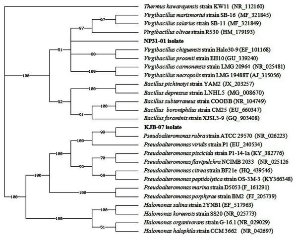 Phylogenetic tree of bacteria associated with nudibranch isolated from Karimunjawa National Park and Bali, Indonesia. Thermus kawarayensis KW11 was used as the out-group.