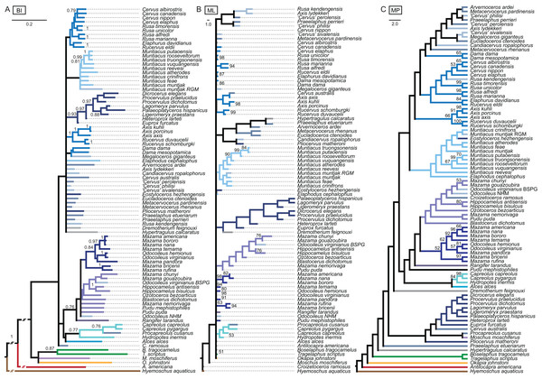 Topologies from the combined molecular and morphological analyses.