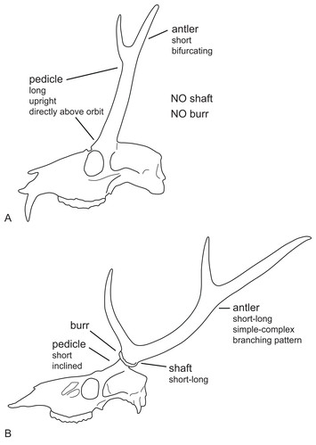 The systematics of the Cervidae: a total evidence approach [PeerJ]