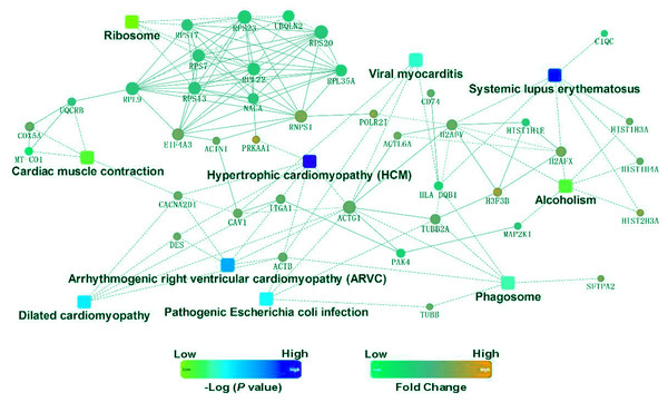 Protein–protein interaction networks in the Kyoto Encyclopedia of Genes and Genomes pathways that are ranked as the top 10 regulatory pathways.