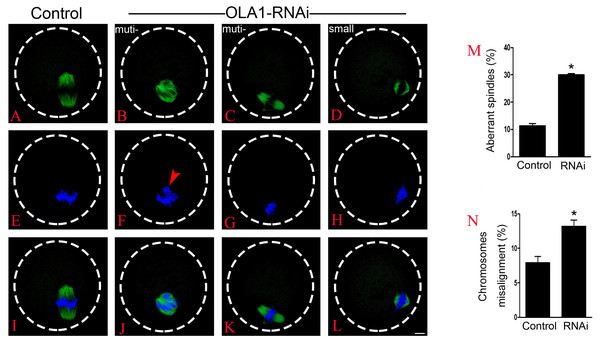 OLA1 is required for spindle assembly and chromosome alignment in mouse oocytes.