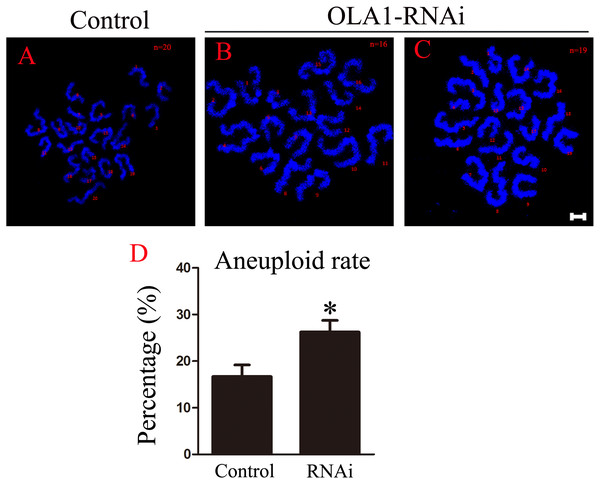 OLA1 knockdown promotes the aneuploid rate.