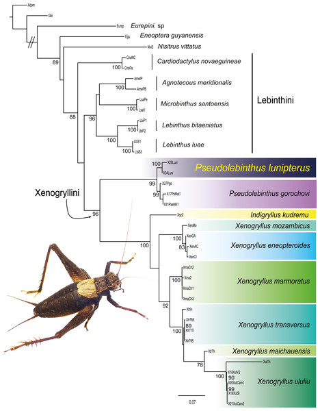 Phylogenetic position of Pseudolebinthus lunipterus sp. nov.