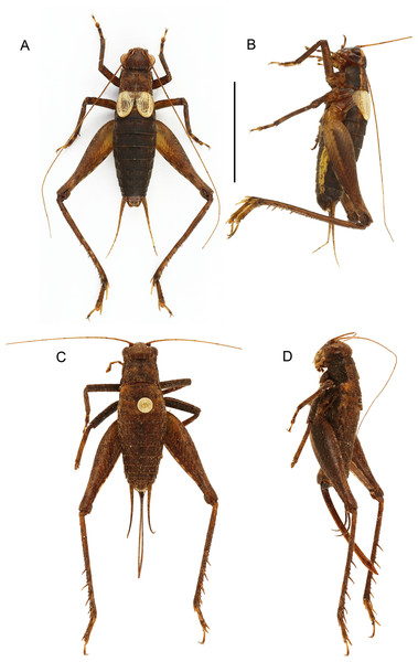 Male and female of Pseudolebinthus lunipterus sp. nov.