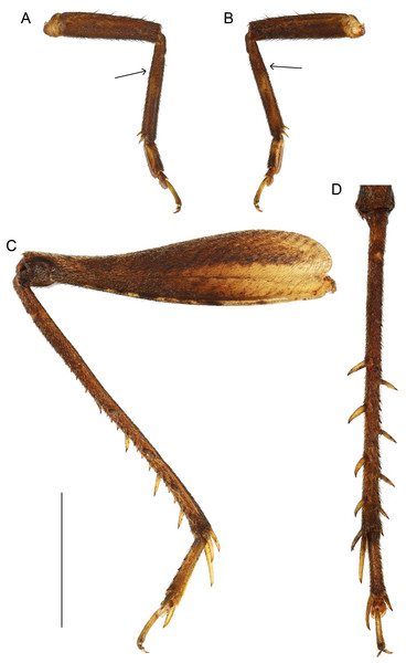 Legs of Pseudolebinthus lunipterus sp. nov.