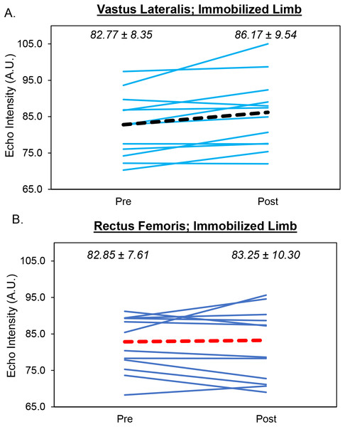 Changes in Muscle Quality During Limb Immobilization.