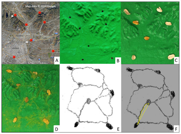 Slime mold data generation sequence including (A) real-world aerial map with selected intersections of major roadways (red circles), (B) printed 3D map with topographic features and fixed locations (black dots), (C) representative 3D map with inoculated oat flakes at fixed locations, (D) resulting slime mold network (yellow threads) after 3-day incubation, (E) ImageJ software visualizing network connections, and (F) example length measurement of both freeform and direct distance between nodes using ImageJ tool.
