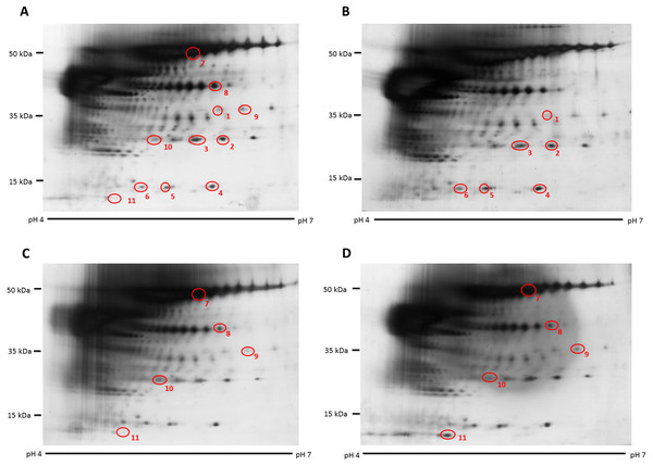 Representative hair shaft protein profiles.