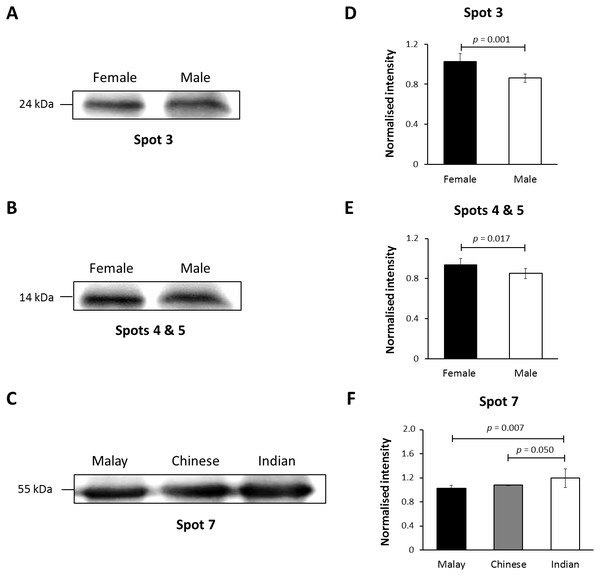 Immunoblotting of hair shaft K86.