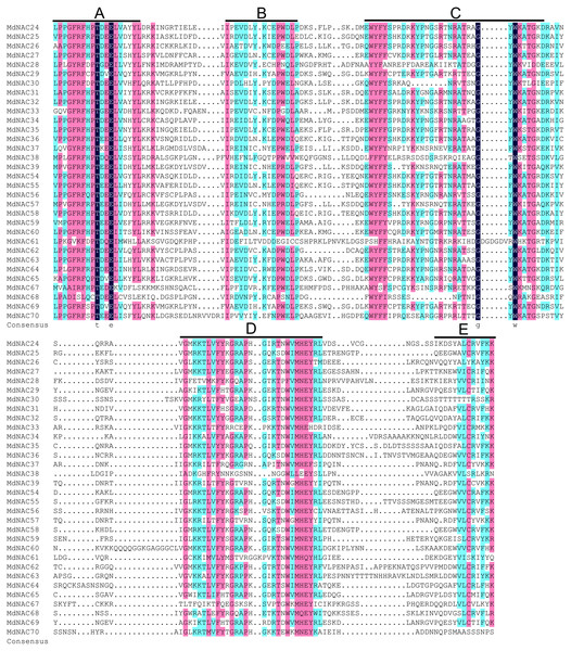 Sequence analysis of the NAC conserved domain in apple NAC proteins.