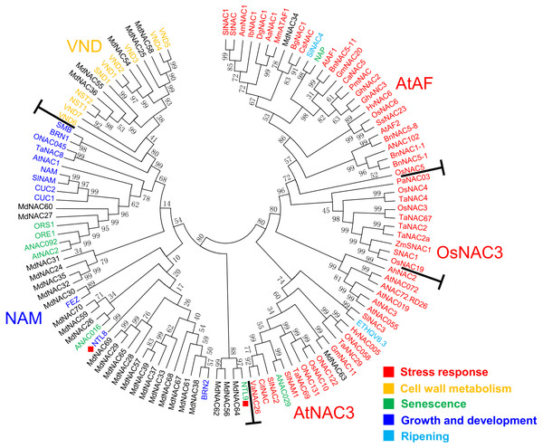 Phylogenetic relationships from NAC proteins of apple and known function of other plant species.