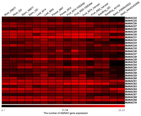Expression profiles of apple MdNAC genes in various tissues.