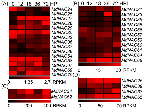 Expression profiles of apple MdNAC genes in response to Alternaria alternata apple pathotype infection.