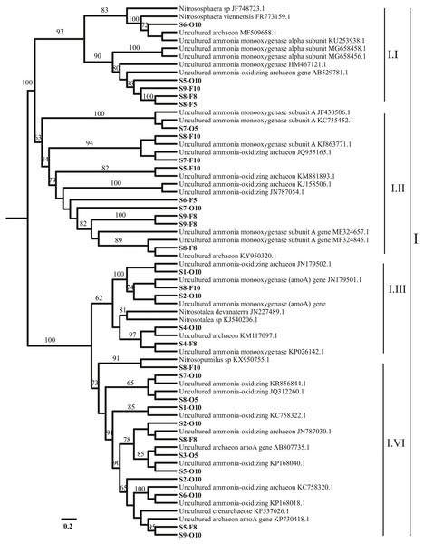 Representation of phylogenetic relationships of AOA gene sequences through neighbor joining.