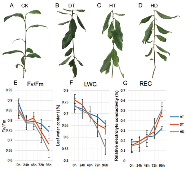 The phenotypes and physiological analyses of tea plants under CK, DT, HT and HD.