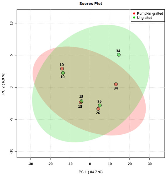 Principle component analysis: score plots for the abundance of sugars, amino acids and organic acids in ungrafted and pumpkin-grafted watermelon during fruit development.