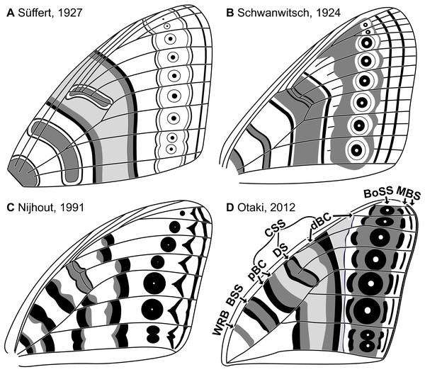 The four main versions of the nymphalid groundplan (A–D).