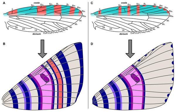 The two predictive models for wing pattern in microlepidoptera, with hypothesized origins of the nymphalid groundplan plotted onto a typical wing for the genus Dichromodes (based on wing slide ANIC W236).