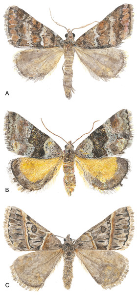 Watercolor illustrations of three Dichromodes species.