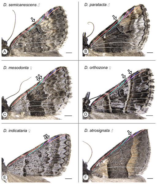 Wing patterns in the genus Dichromodes, with wing venation superimposed.