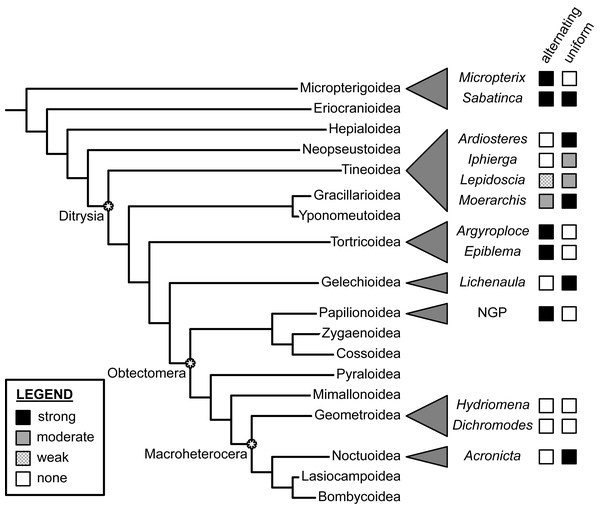 Support for the “alternating” and “uniform” wing margin models, in phylogenetic context.