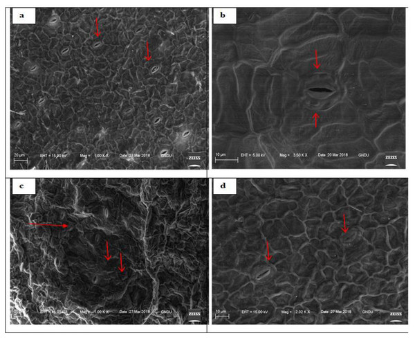 Scanning electron micrographs of adaxial surface of S. polyrhiza and arrows showing stomata.