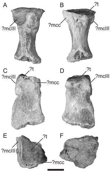 Left metacarpal II (TMM 44190-1) referred to Xenarthra.