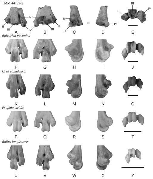 Distal end of a left tarsometatarsus (TMM 44189-2) compared to those of extant gruiforms.