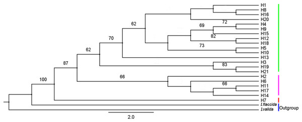 A phylogenetic tree of Isoetes yunguiensis haplotype constructed using IQ-TREE based on cpDNA.