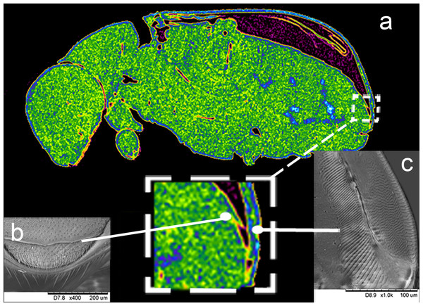 General view of elytro-tergal stridulatory apparatus morphology.