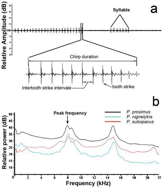 Descriptions of temporal and frequency-amplitude parameters measured in male stridulatory signals.