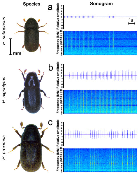 Adults of tested species with fragments of their signal samples: (A) Polygraphus subopacus (B) P. nigrielytris, (C) P. proximus.