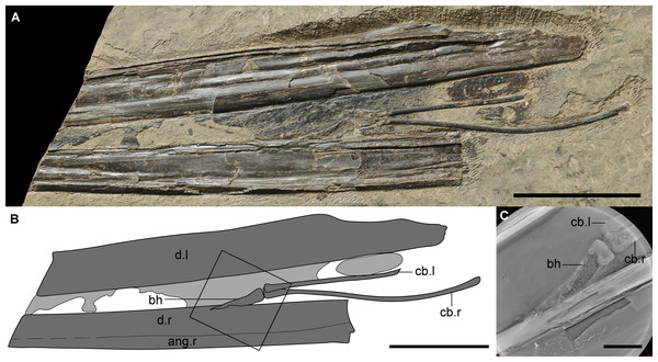 The new material (IVPP V 14189) of a unique hyoid apparatus in pterosaurs from the upper part of Yixian Formation.