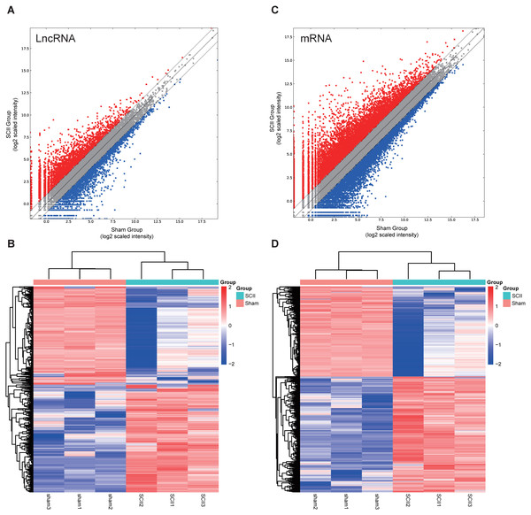Expression profiles of LncRNAs and mRNAs in rat spinal cord after ischemia-reperfusion injury.