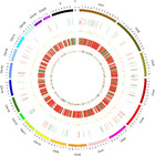 Changes in long non-coding RNA transcriptomic profiles after ischemia ...